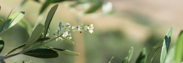 Nahaufnahme eines Olivenzweigs mit jungen Blüten.